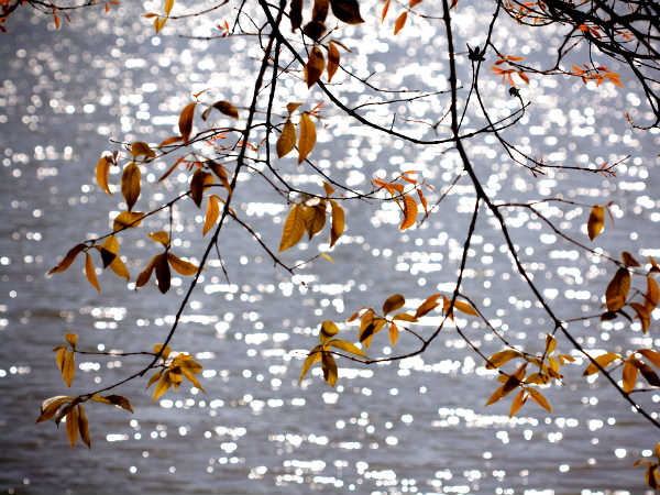Beautiful Mornings