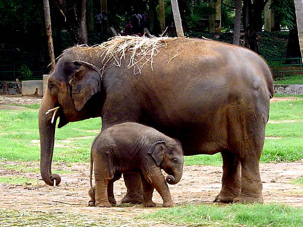 Mysore Zoo