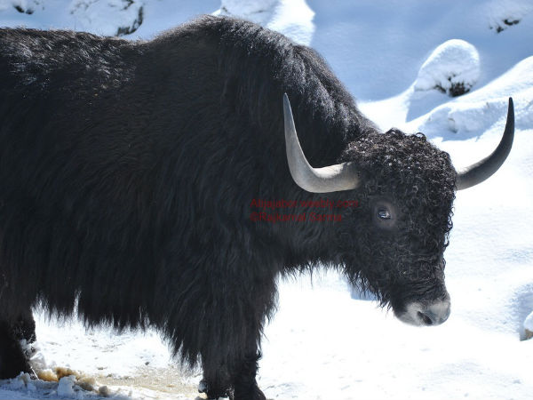 Yak Safari