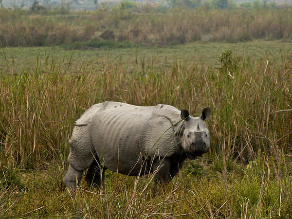 Kaziranga