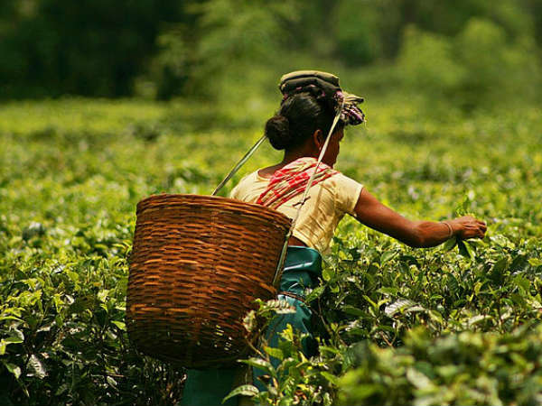 Tea Gardens