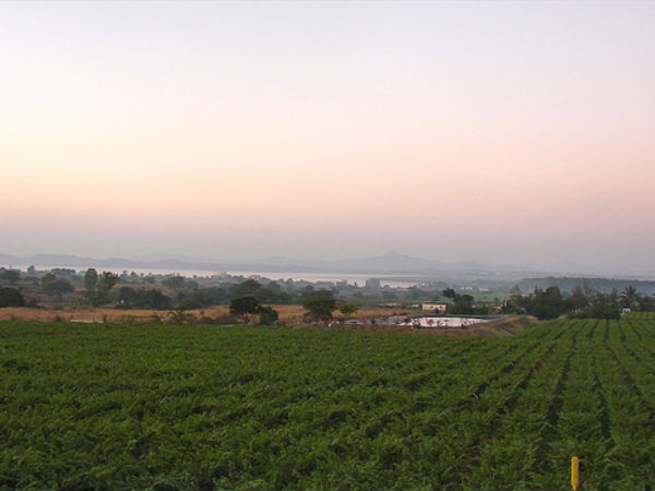Sula Vineyards 