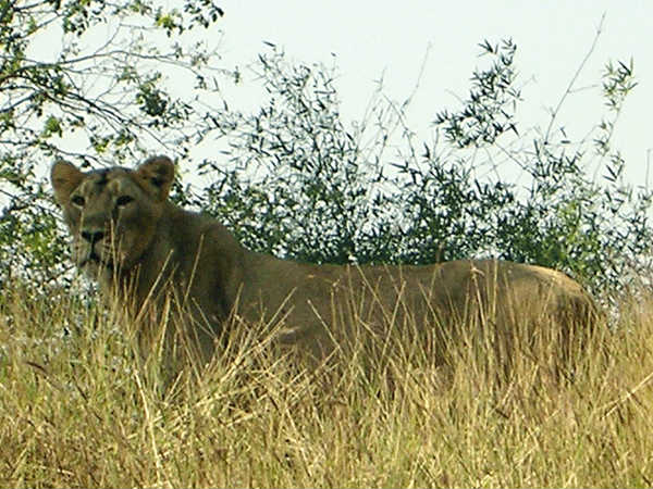 Silvassa