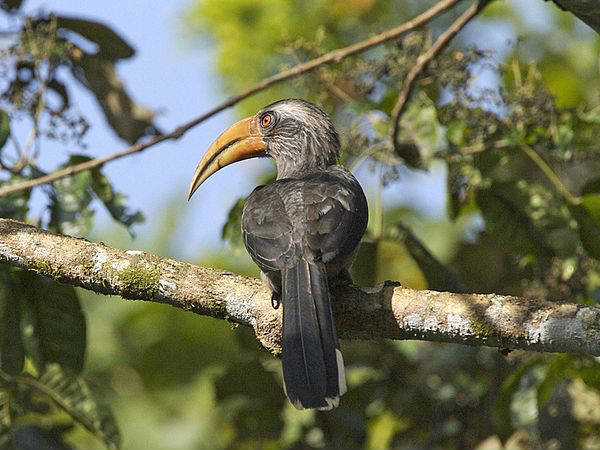 Thattekkad Bird Sanctuary
