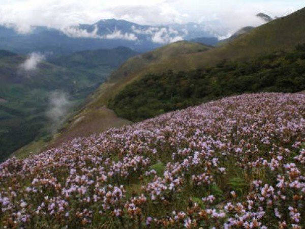 Kurinjimala Sanctuary