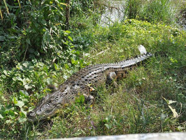 Sunderbans in Pictures