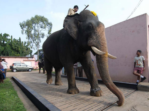 Elephant Glory