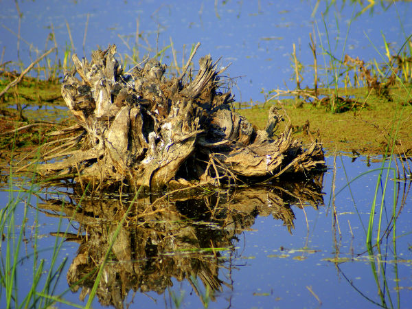 Living Lakes