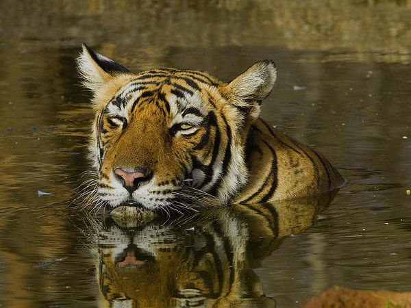 Bengal Tiger
