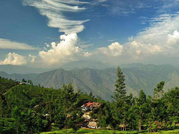 Tea Factory
