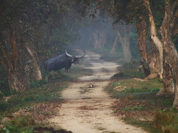 Wild Buffalo