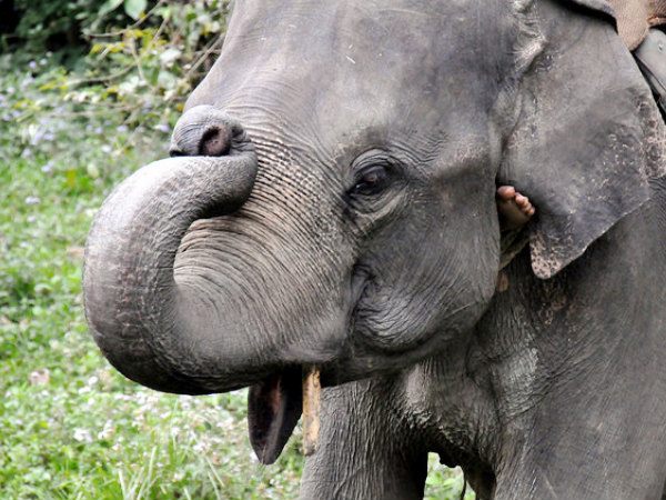 Elephant Salute