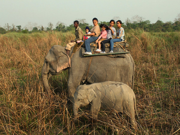 Elephant Safari