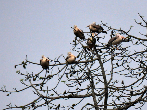 Birds
