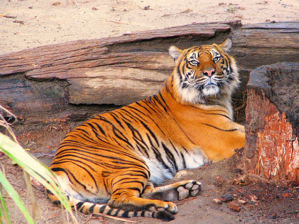 Tigers