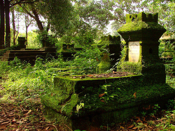 Covered in Moss