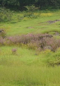 Amby Valley