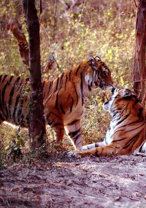 Dudhwa