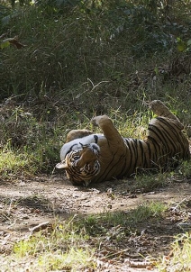 Itarsi