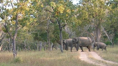 Bandipur National Park
