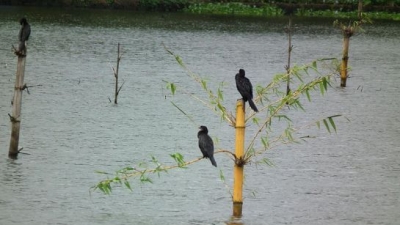 Vembanad Lake