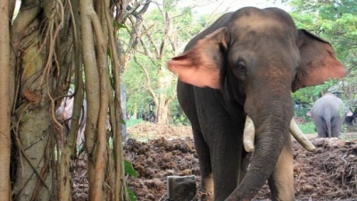 Elephant Camp