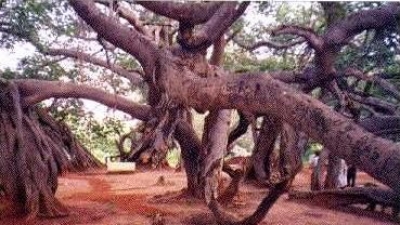 Pillalamari