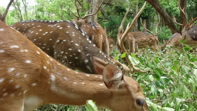 Amirthi Zoological Park