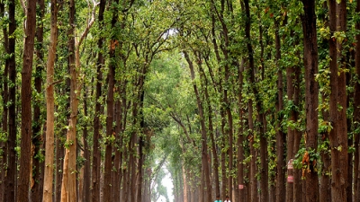Kushmi Forest