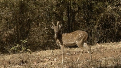 Bandhavgarh National Park
