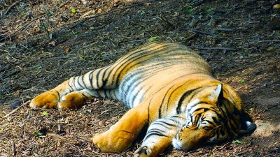 Zoological Gardens