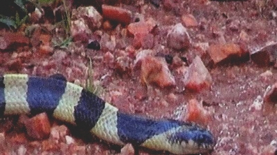 Snake Park
