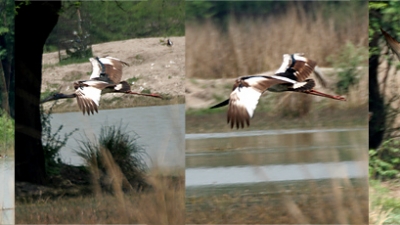 Sultanpur Bird Sanctuary