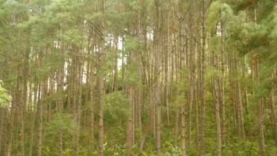 Daringbadi