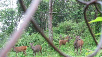 Thenzawl Deer Park