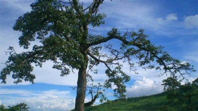 Imphal Valley