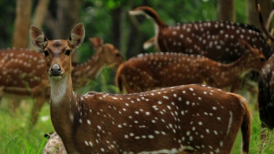 Mudumalai