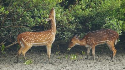 Jagadhri