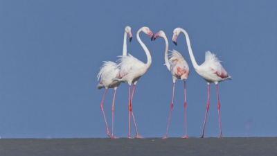 Greater Rann