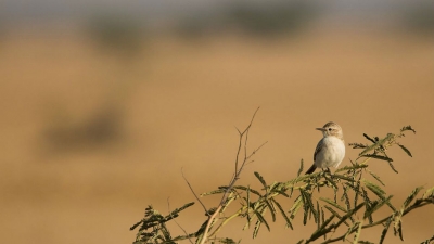 Banni Grasslands