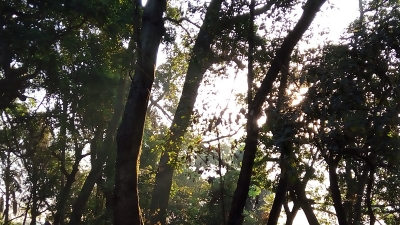 Jungle Safari