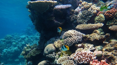 Suganthi Devadason Marine Research Institute, Thoothukudi
