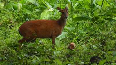 Khawnglung Wildlife Sanctuary