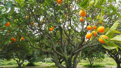 Jampui Hill