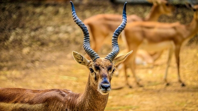 Bannerghatta National Park
