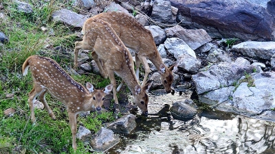 Pench