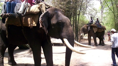 Elephant Safari