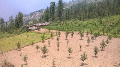 Netwar
