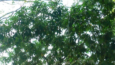 Vidurashwatha