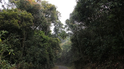 Longwood Shola